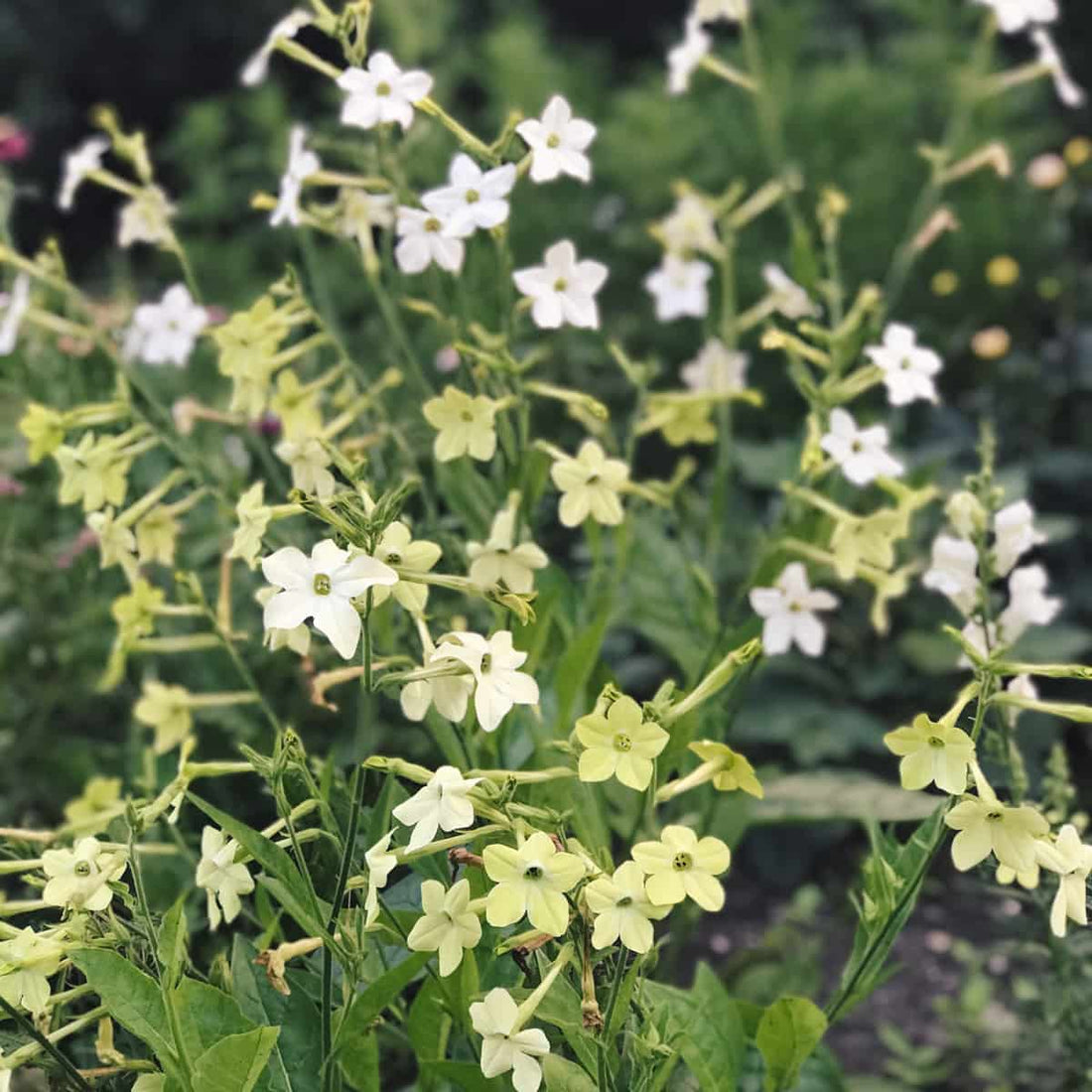 Blumensamen Nicotiana alata (Ziertabak) von Jora Dahl edel weiss